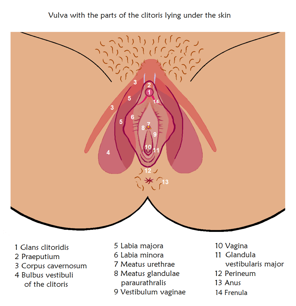 Clitoral Stimulation 101